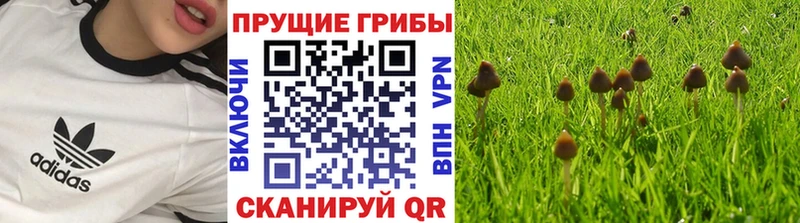 купить наркоту  Окуловка  Галлюциногенные грибы GOLDEN TEACHER 